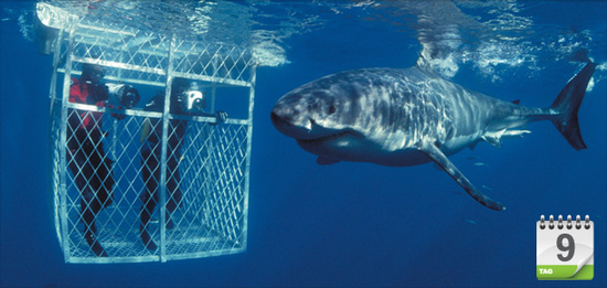 … beim Shark Cage Diving in Gansbaai vor. Anschließend Weiterfahrt nach Hermanus, wo beim Lunch vom Land aus Wale beobachtet werden können.