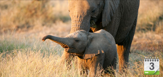 … Begegnung der besonderen Art erwartet sie im Elephants Whisperers. Beim Elephant Back Ride kommen sie den sanften Dickhäutern näher. Mit etwas Glück …