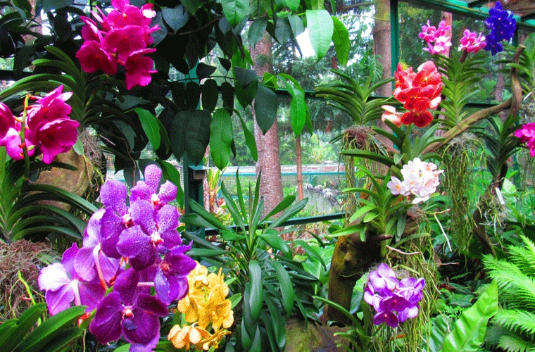 Die Orchideen im Botanischen Garten bezauberten Reisereporterin Taiga und ihre Begleitung. 