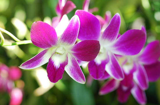 Der Orchideen-Garten begeistert mit einer großen Artenvielfalt.